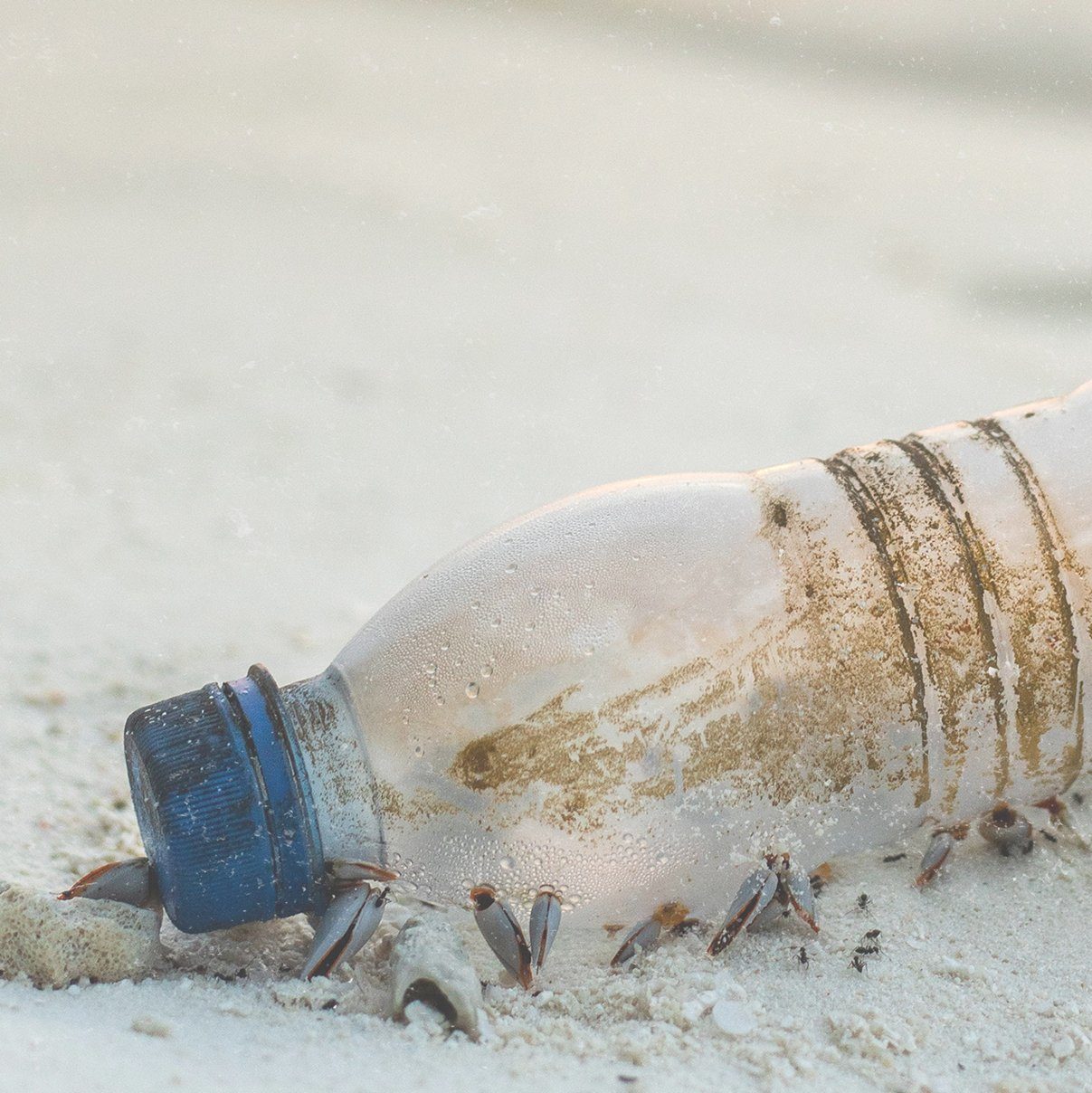 De botellas de plásticos a trajes de baño